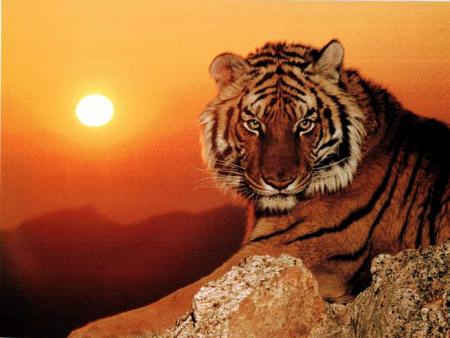 un tigre