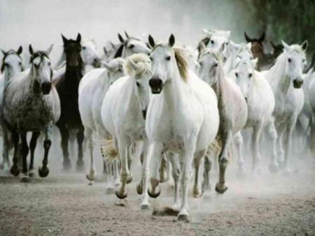 en groupes il sont beau